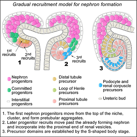 graphic file with name nihms-1020339-f0001.jpg