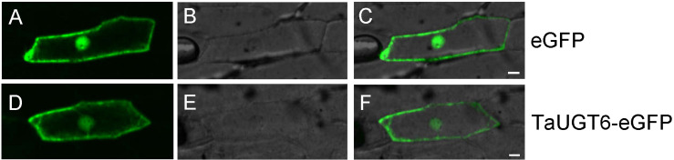 FIGURE 3