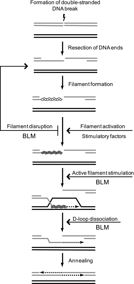 FIGURE 12.