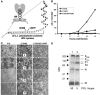 FIG. 9.