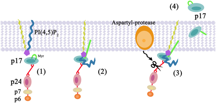 Figure 9