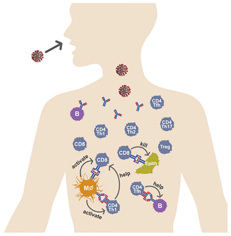 Figure 1.