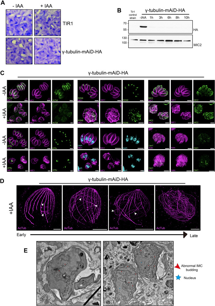 FIGURE 3: