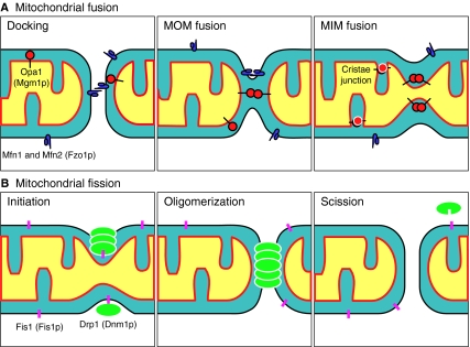 Fig. 2.