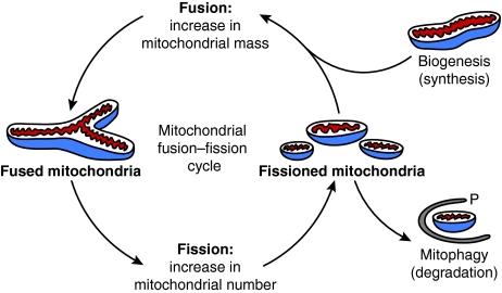 Fig. 3.