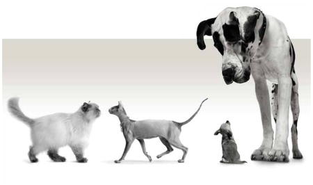 BREEDING: The Truth about Cats and Dogs