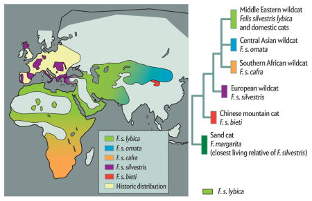 FINDINGS: The House Cat’s Ancestor