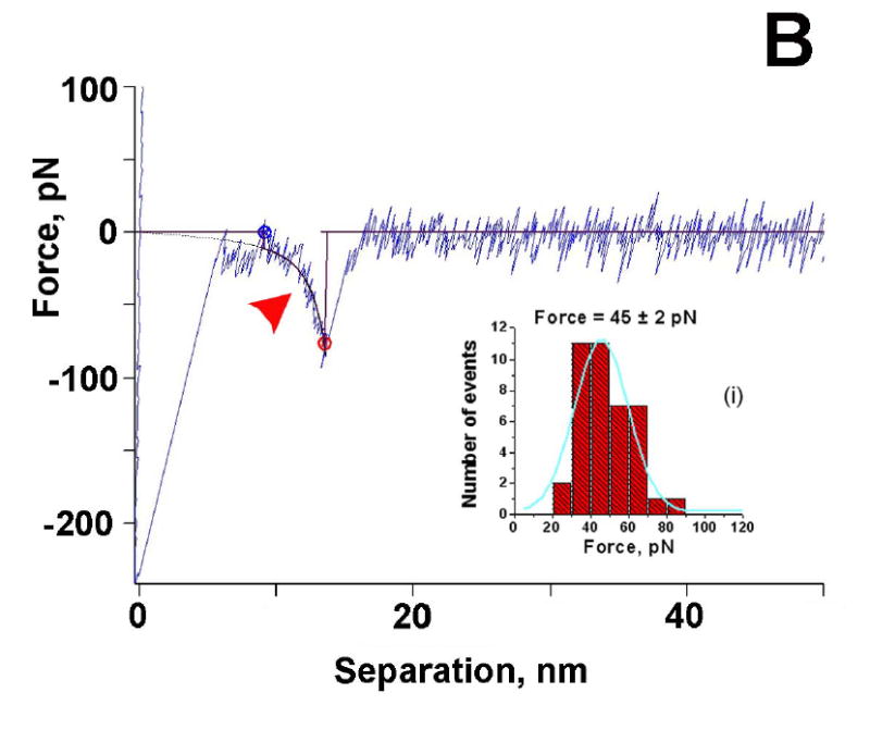 Figure 2B