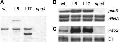 Fig 3.