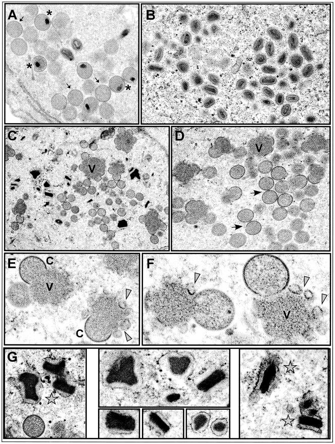 FIG.6.