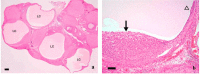 Fig. 9.