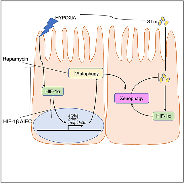 graphic file with name nihms-1839180-f0001.jpg