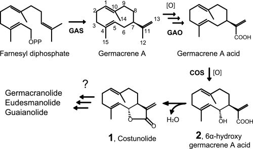 FIGURE 1.