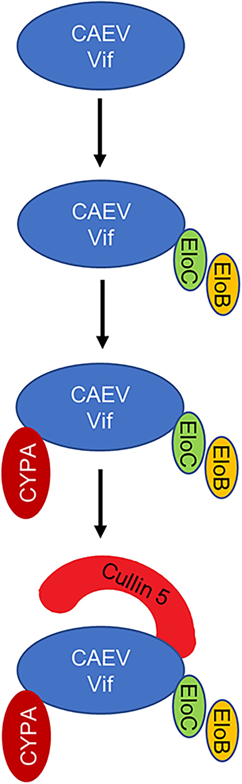 FIGURE 9