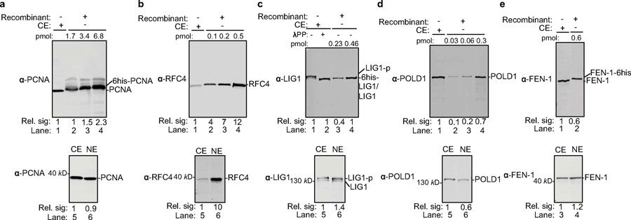 Extended Data Fig. 8