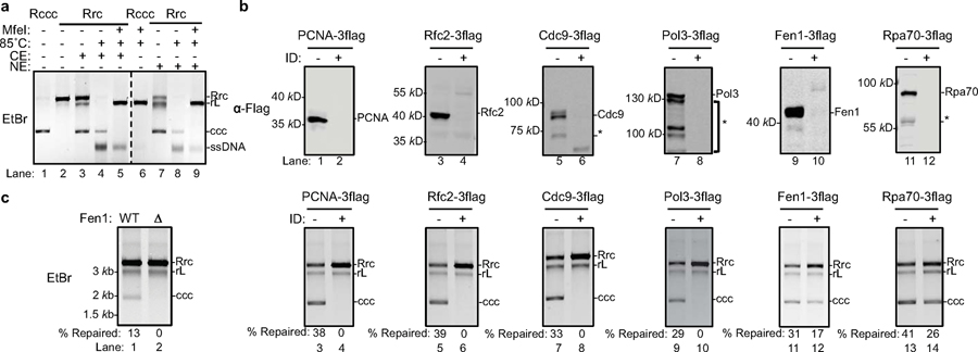 Fig. 2 |