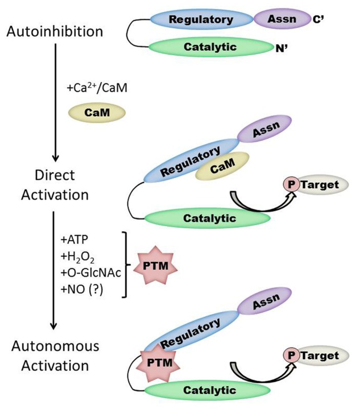 FIGURE 1