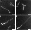 FIG. 5.