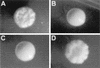 FIG. 1.