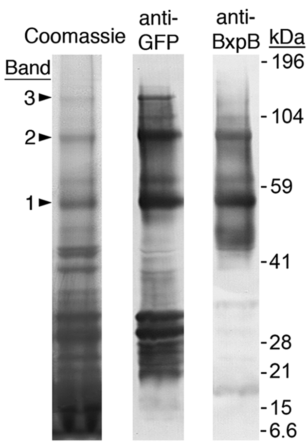 FIG 2 