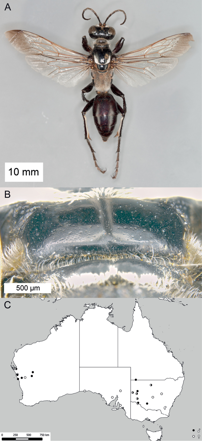 Figure 32.