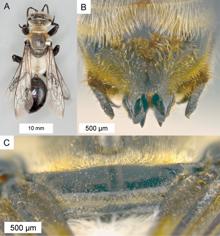 Figure 33.