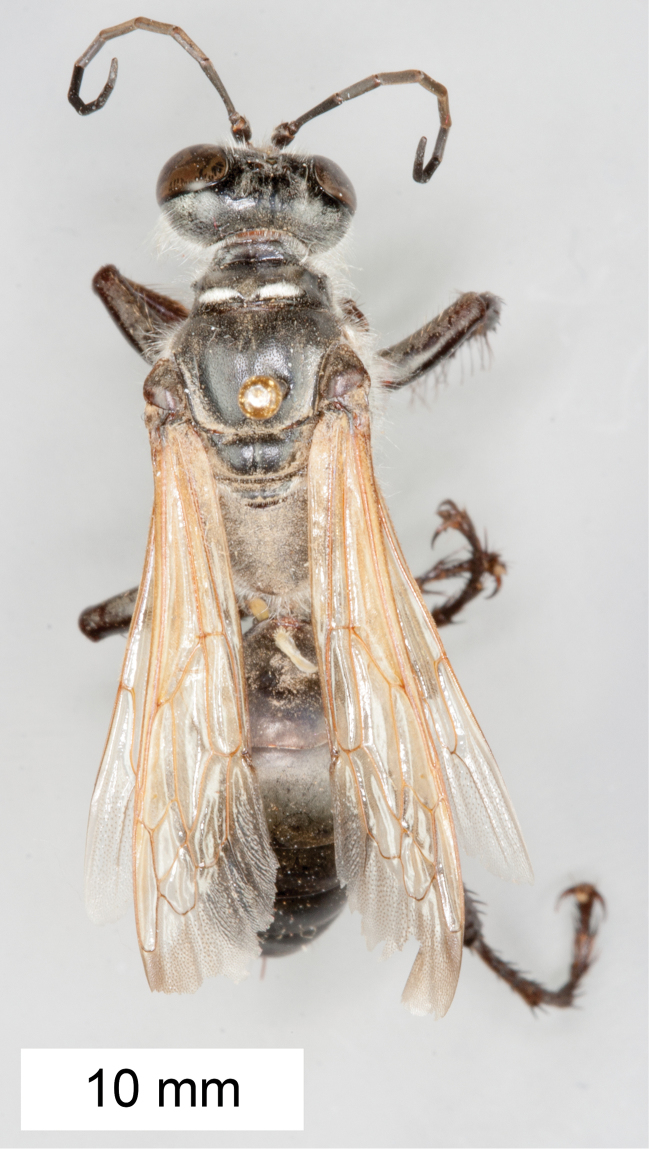 Figure 29.