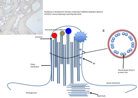 graphic file with name nihms809690f4.jpg