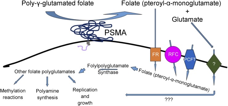 FIGURE 1.