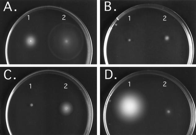 FIG. 1