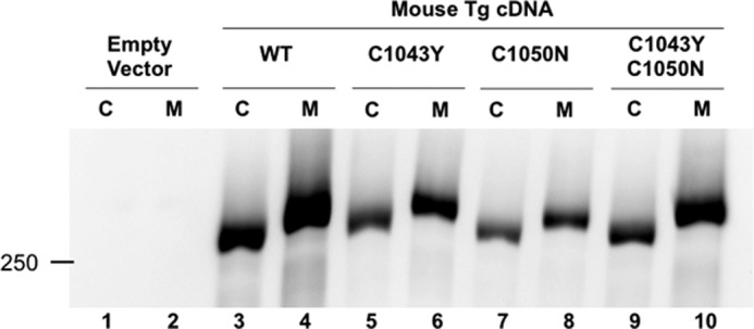 FIGURE 4.