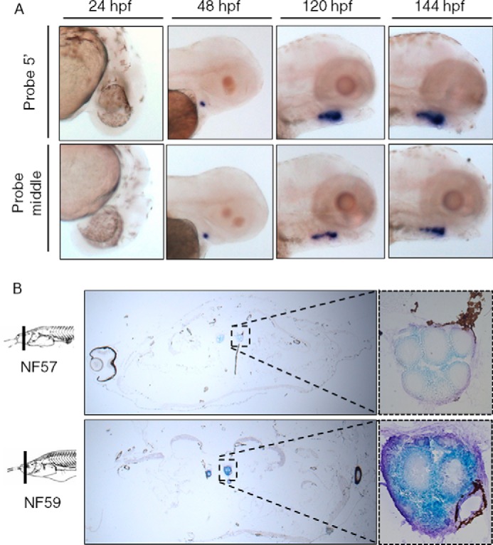 FIGURE 2.