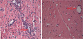 graphic file with name BRB3-11-e01999-g008.jpg