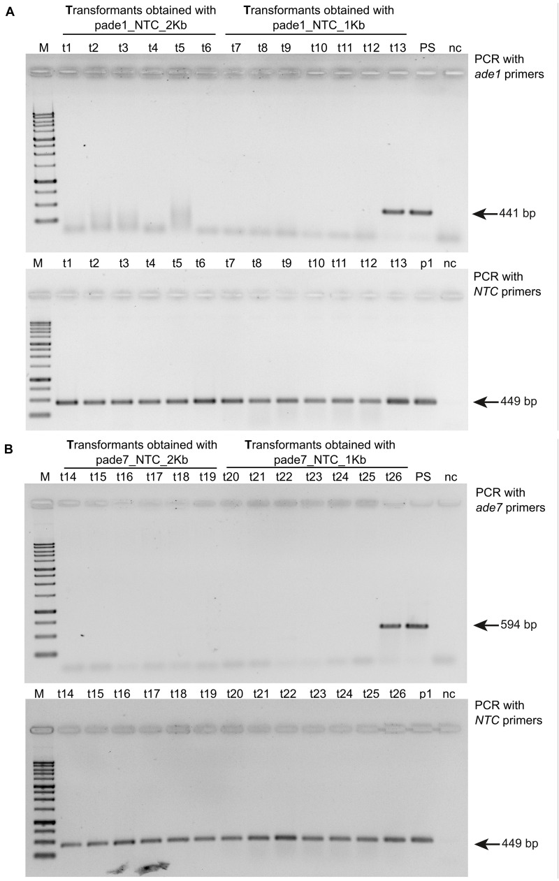 FIGURE 3