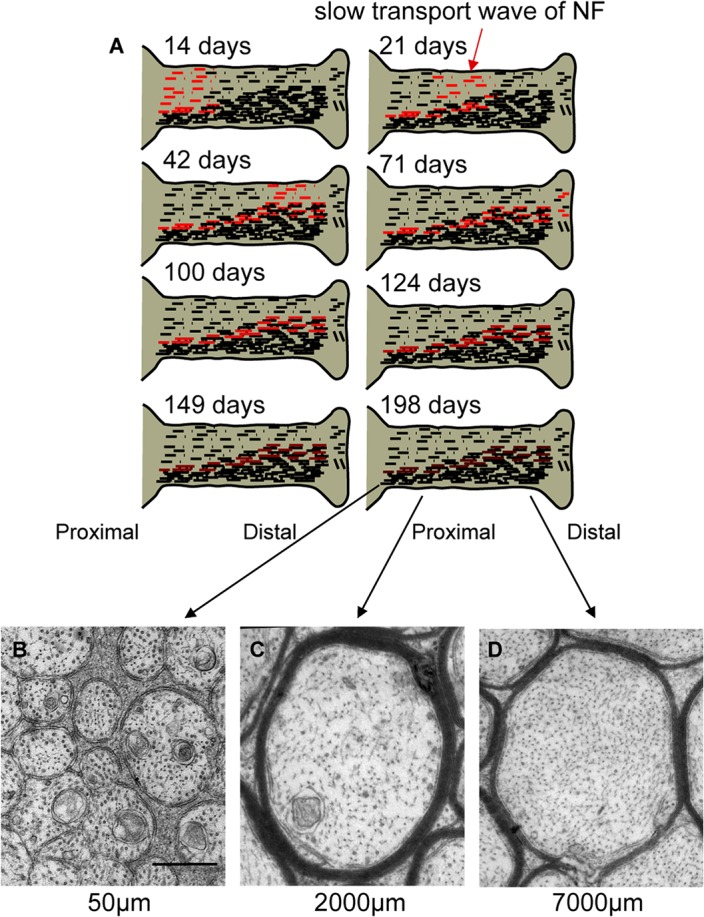 Fig 10