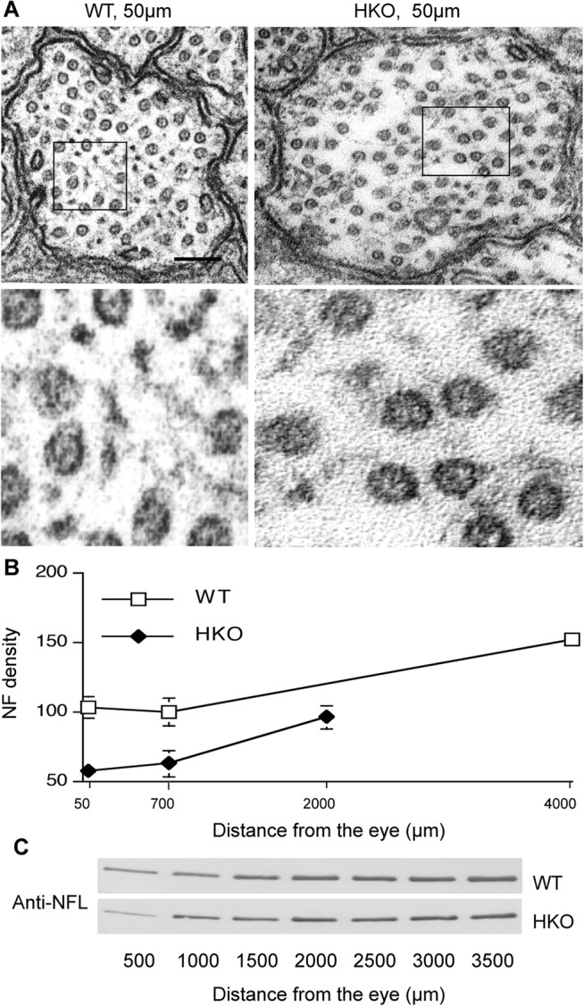 Fig 5