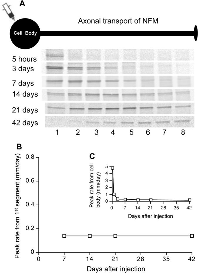 Fig 7