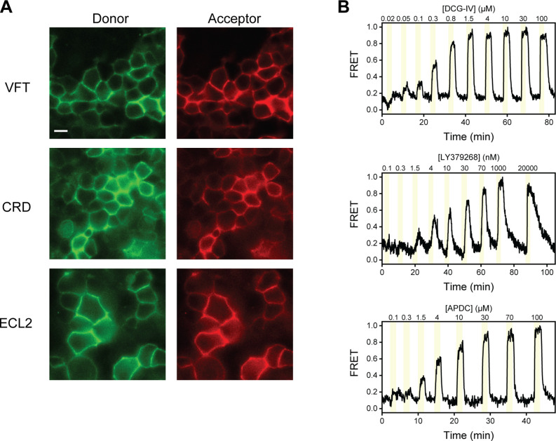 Figure 1—figure supplement 1.