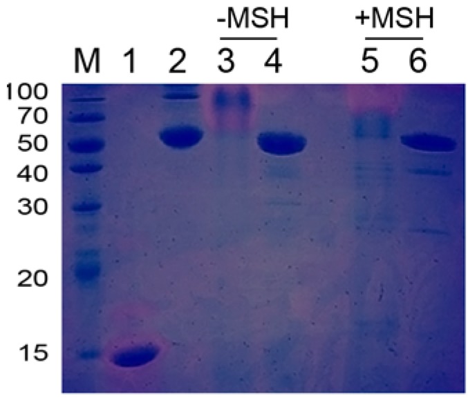 Figure 5