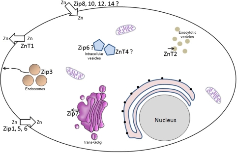 Fig. 1