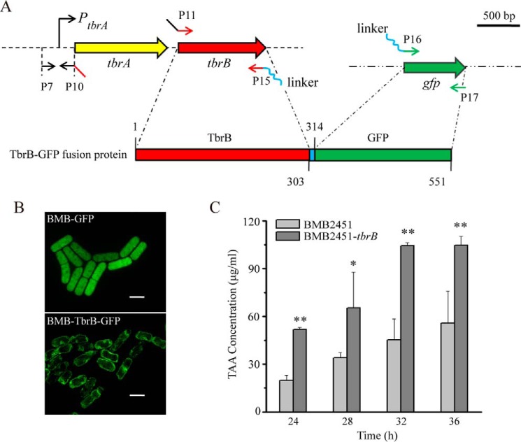 FIGURE 7.