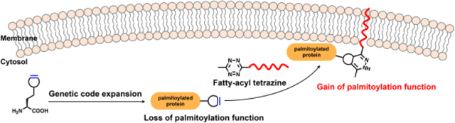 graphic file with name nihms-1640372-f0006.jpg