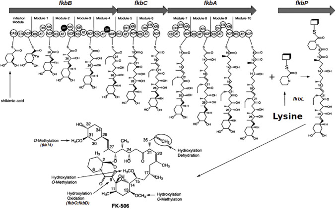 FIGURE 1