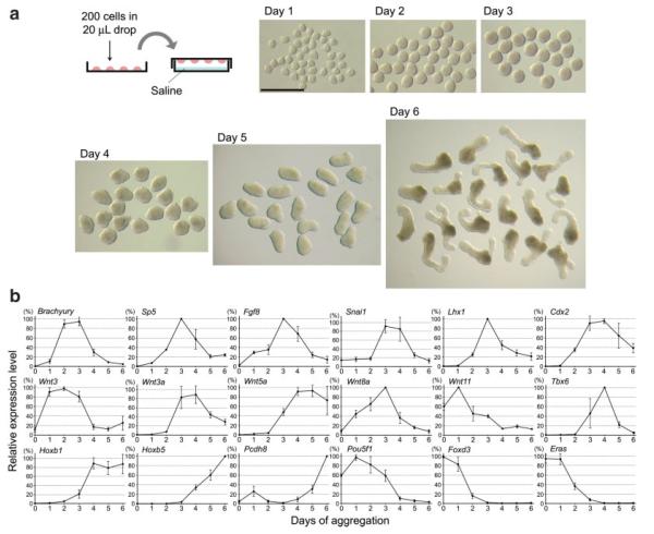 FIG. 1