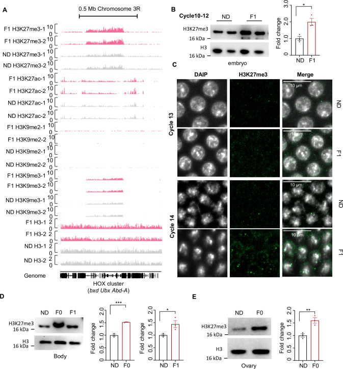 Figure 2—figure supplement 1.