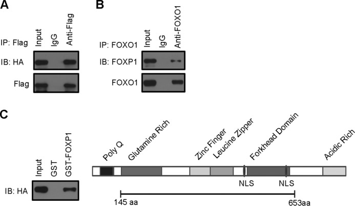 FIGURE 5.