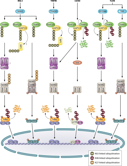 Fig 2