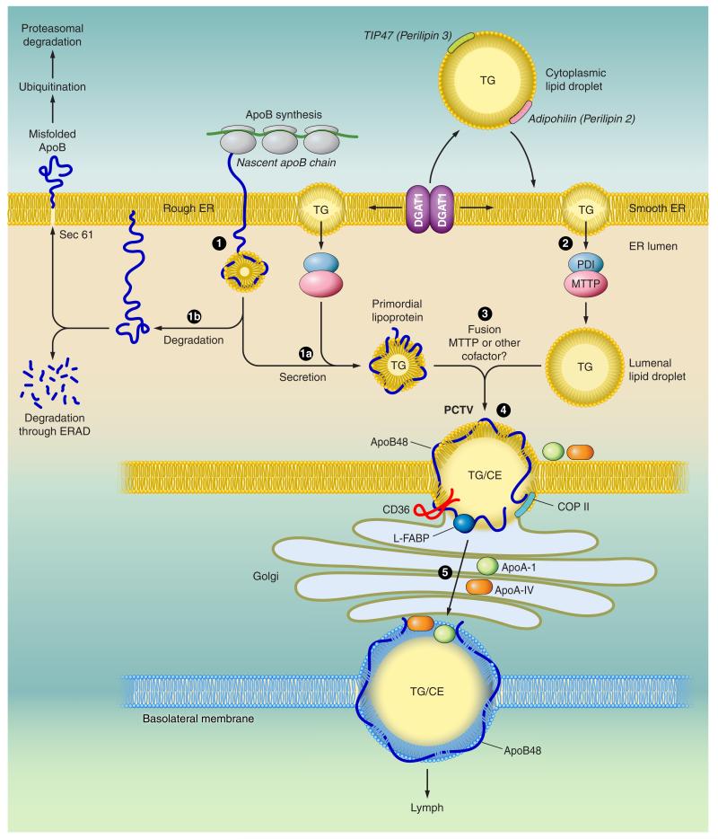 FIGURE 3