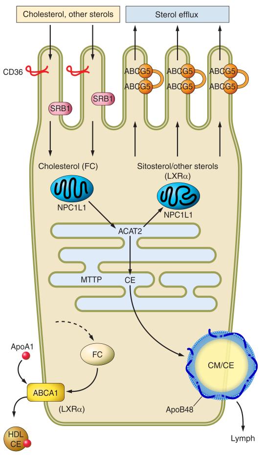 FIGURE 2