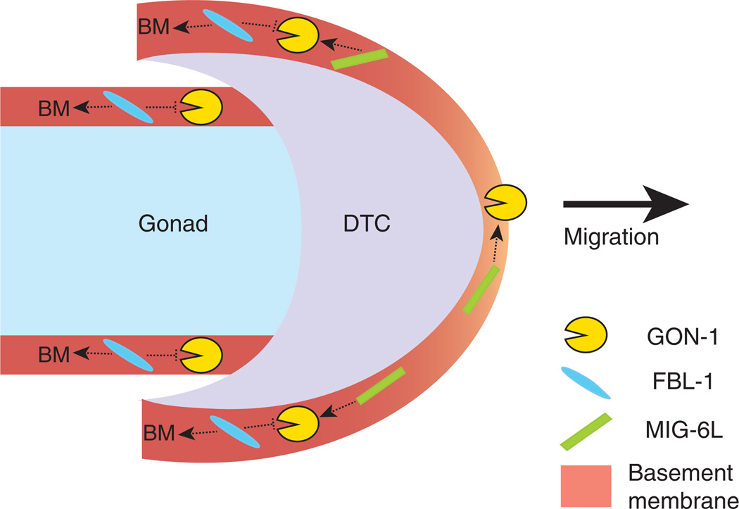 FIGURE 4